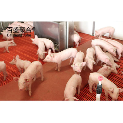 철강 구조 조류집 가옥 전공 철강 빔 H 빔 C.Z 모양 철강 채널