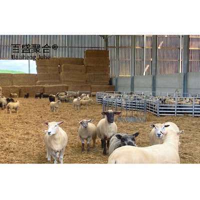 ISO9001 2008/CE/BV 인증을 가진 격리된 염소 양 가옥 농장 건물
