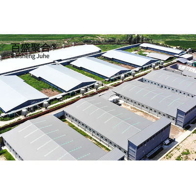 ISO9001 2008/CE/BV 인증 돼지 사육 사업 계획