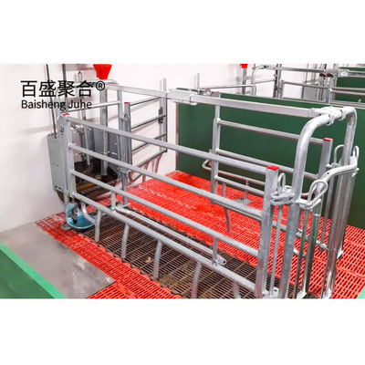 ISO9001 2008/CE/BV 인증 돼지 사육 사업 계획