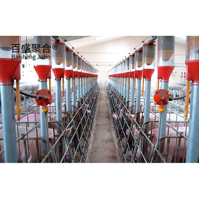 ISO9001 2008/CE/BV 인증 돼지 사육 사업 계획