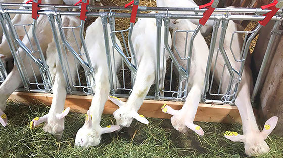오픈 사이드 가축집 양식용 가축 양식용 가축 양식용 가축 양식용 가축 양식용 가축 양식용 가축 양식용 가축 양식용 가축 양식용 가축 양식용 가축 양식용 가축 양식용 가축 양식용 가축 양식용 가축 양식용 가축